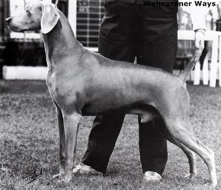 Image of Ranah's Bold Ruler von Reiteralm