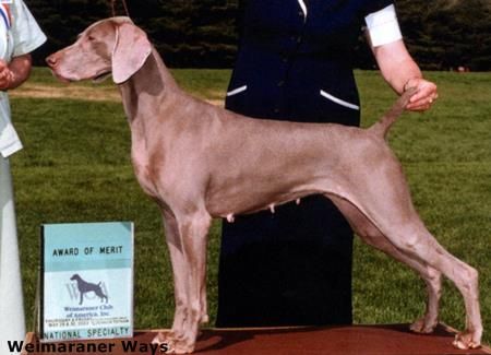 Image of Northwood's Rina von Reiteralm