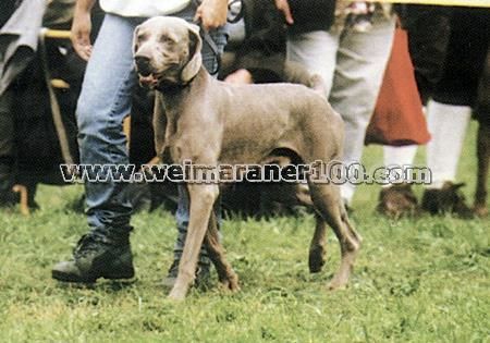 tingraffsumpsamp: Weimaraner schutzhund