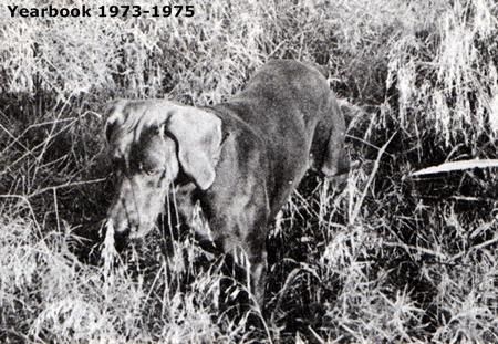 Image of Wetobe's Blue Bonnet Bon