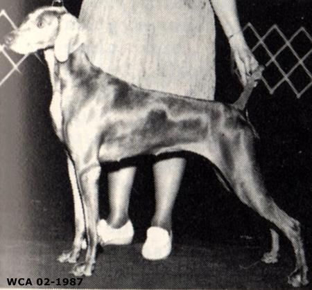 Image of Moonshadow's Hush Puppy