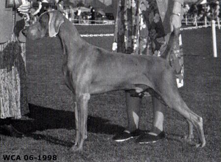 Image of Valmar's Urban Cowboy