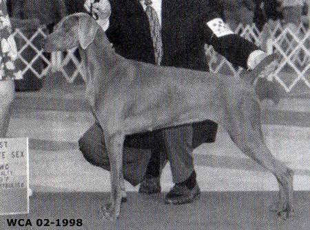 Image of Bluhaven's Energizer