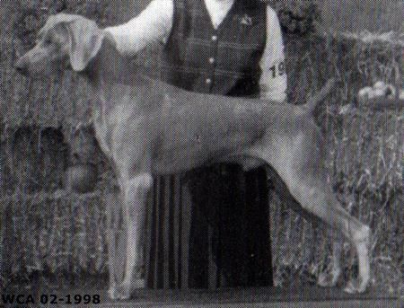 Image of Nani's Greywind Music Man