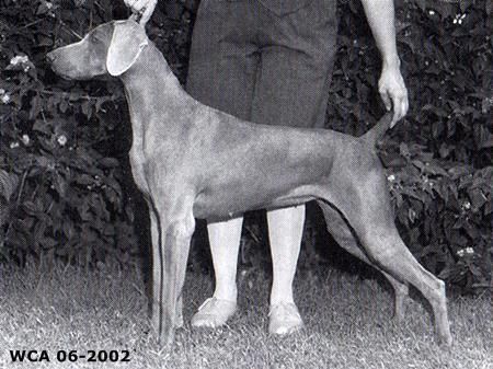 Image of Valmar's Tropicana