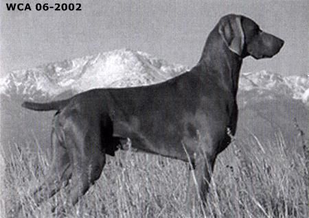 Image of Foxfire's Goldfinger