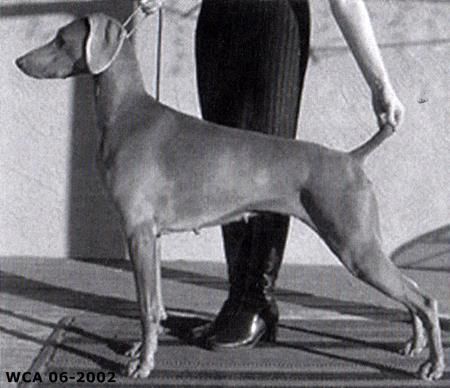 Image of Wynwood N Foxfires Lapaloma