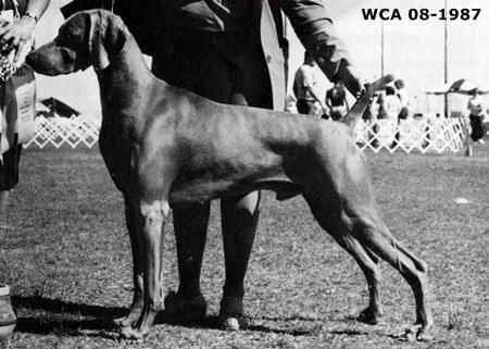 Image of Bing's Best Seller V Wynmar