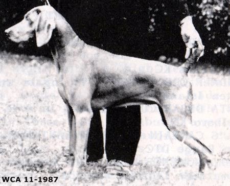 Image of Roserun Ari's Debutante