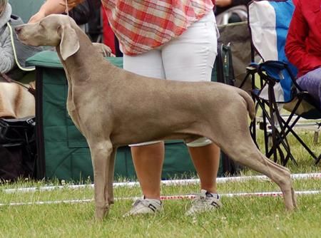 Image of Bivins Frieslands Red Rover