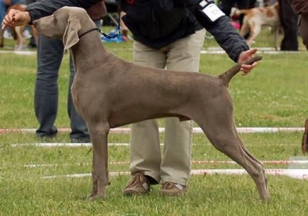 Image of Silversmith Chateau Royal Weim