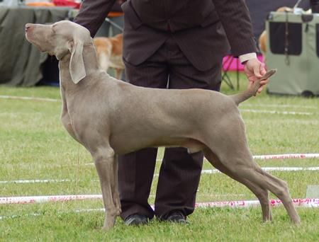 Image of Aragorn Grey Passion