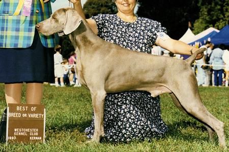 Image of Silvermont's Green Mtn Boy