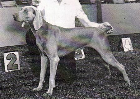 Image of Gray Gunner Barba