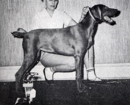 Image of Crook 'N' Nanny's Silver Juno