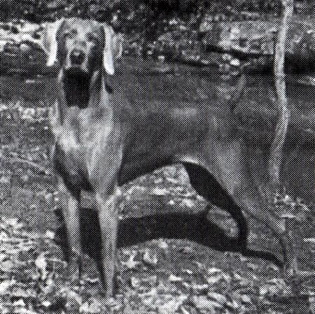 Image of Win'Weim's Flirtn' With Danger