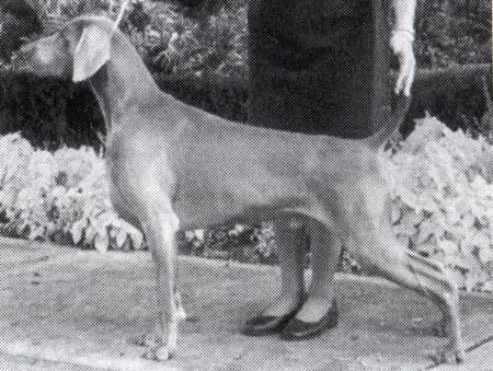 Image of Win'Weim-Greybrook Win'k-At-Danger