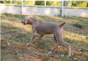 Image of Fara du Colombier de Bel Air