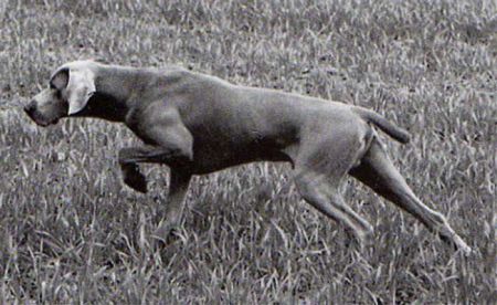 Image of C'Kartouch des Diables Gris du Pommeret