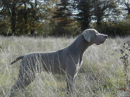 Image of Irwing du Domaine de Guiaud