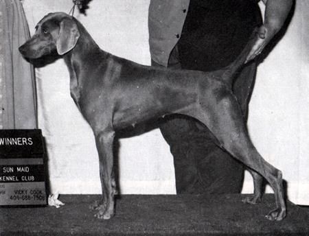 Image of Cuwani Nicely Nicely Hot Lix