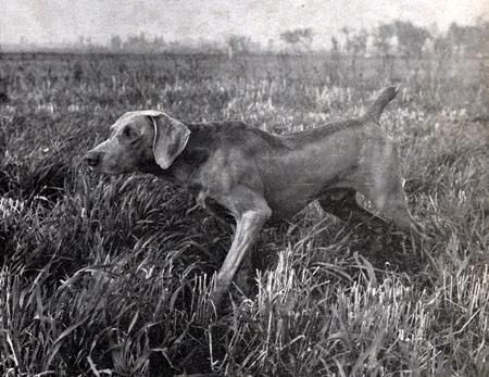 Image of Whidbey's Baron