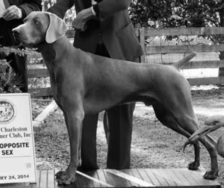 Image of Silversmith Synchronous Triggerfish