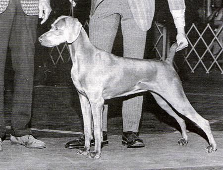 Image of Marbil's Firebrand von Arimar