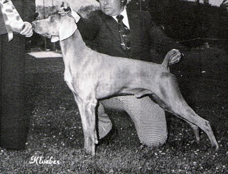 Image of Arimar's Mountain Mist