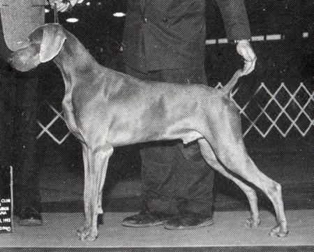 Image of Ultima's Agent Cooper