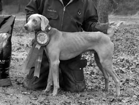 Image of Silverthorn's Nobel Roman