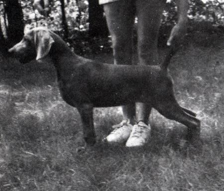 Image of Larkol's Evening Mist