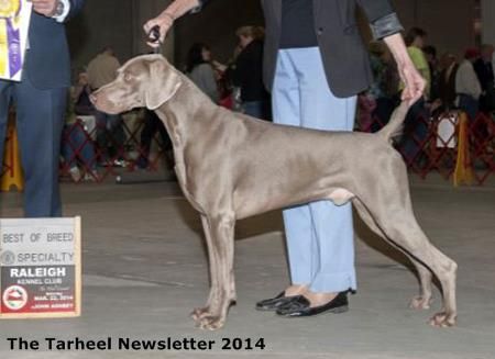 Image of Silversmith Synchronous Triggerfish