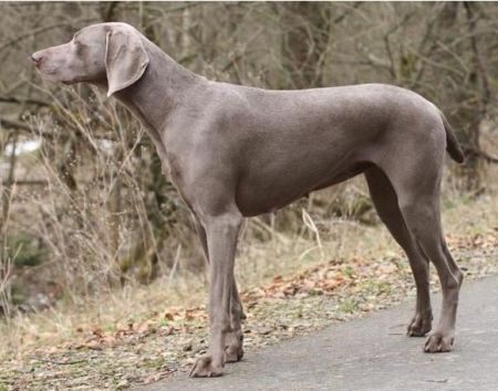 Image of Lady vom Bornspring