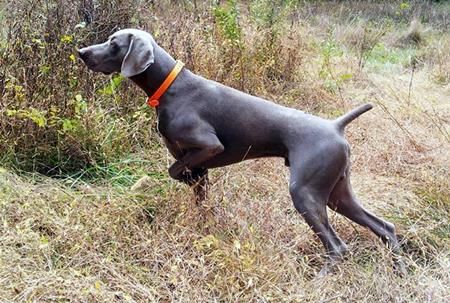 Image of Silversmith Synchronous Triggerfish