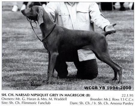 Image of Narsad Nipsiquit Grey In Magregor