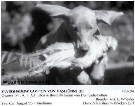 Image of Silvershadow Campion Von Haselunne