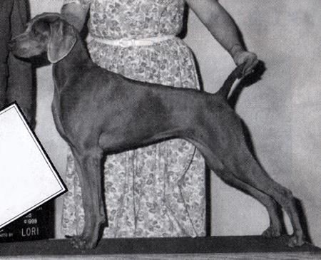 Image of Wismar's Amaretto Rose