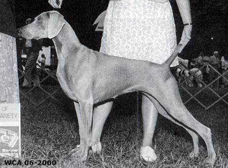 Image of Sassafras Lucy's Lovely Rita