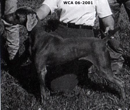 Image of Questfound Stormline Zoe