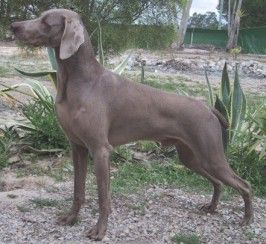 Image of Soul Coast Dom Perignon