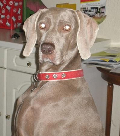 Image of Grey Classic's Amber