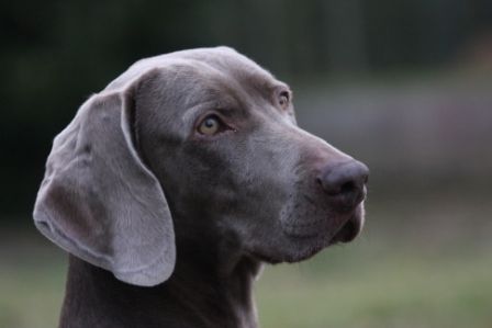 Image of Baika des Guerriers d'Argent