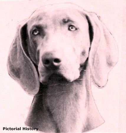 Image of Heidi of Cedar Hill (AKC SA602976)