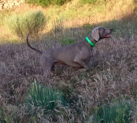 Image of Just Grey Mim's Von Silberweiss Jager