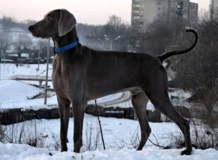 Image of The Ghost Carski Trakt