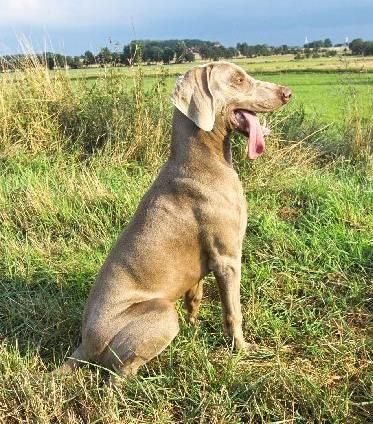 Image of Banjo vom Grauthoff