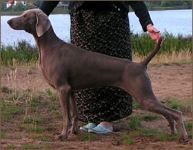 Image of Grausturm Love Is A Drug