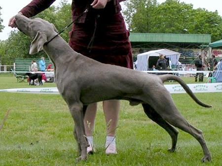 Image of Albiorix at Grauhafen