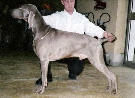 Image of Grey Classic's Xtra Power